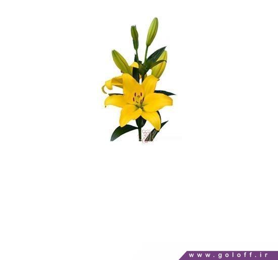 سفارش اینترنتی گل - گل لیلیوم مینو - Lilium | گل آف